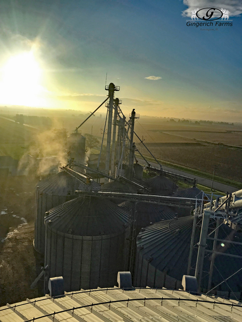 Harvest morning - Gingerich Farms