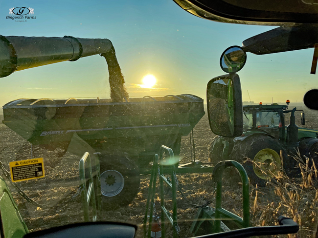 Corn harvest - Gingerich Farms