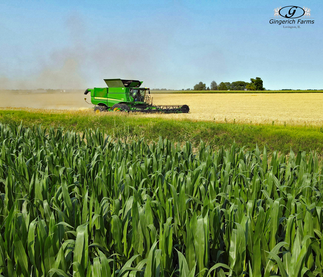 Wheat Harvest - Gingerich Farms