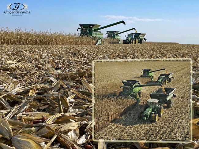 Corn Harvest - Gingerich Farms