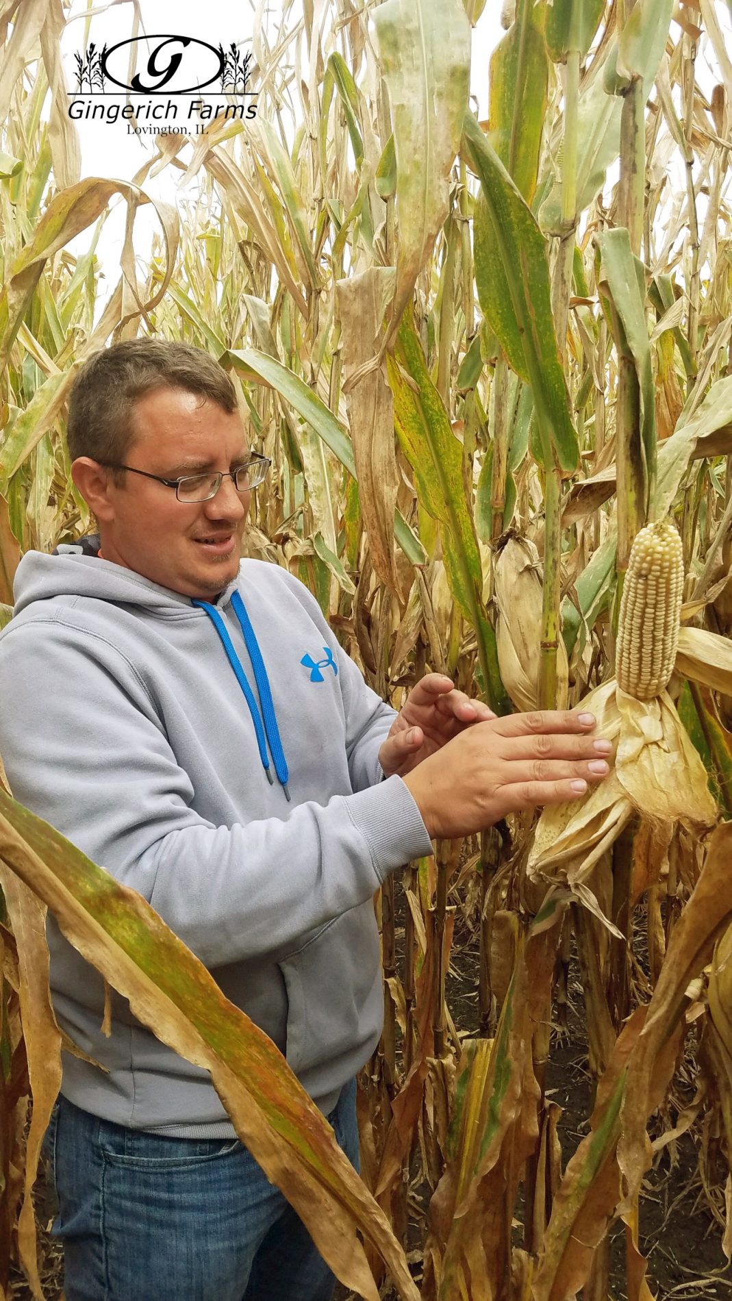 Aaron checking on white corn at Gingerich Farms