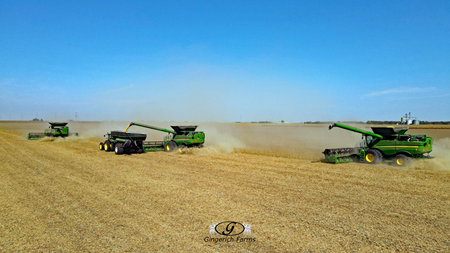 Bean harvest - Gingerich Farms