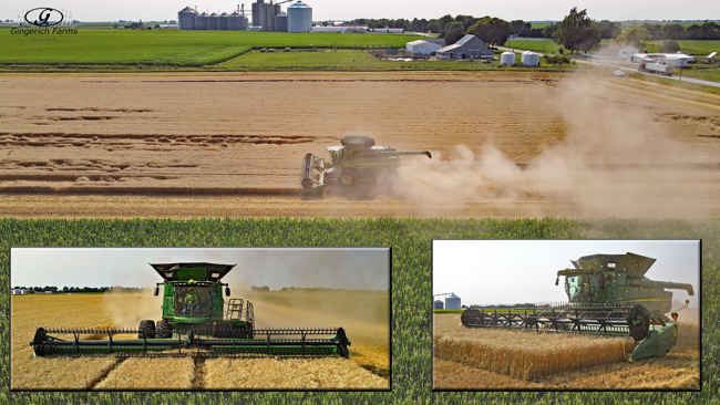 wheat harvest - Gingerich Farms