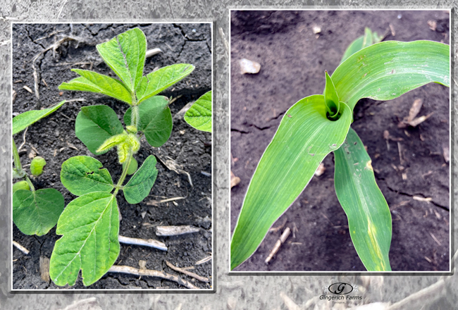 Bean & corn plant - Gingerich Farms