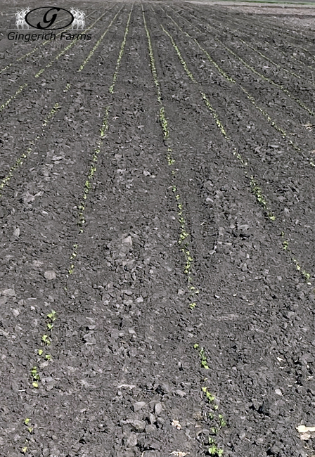 Bean field - Gingerich Farms