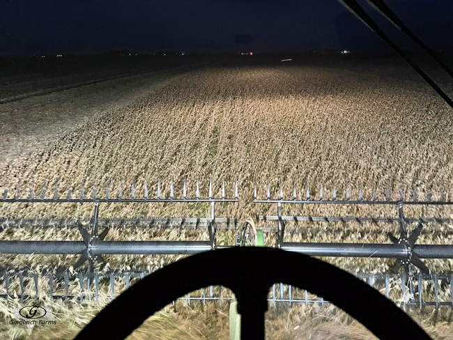 Bean harvest - Gingerich Farms