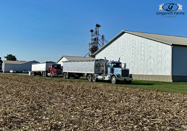 Bean harvest - Gingerich Farms