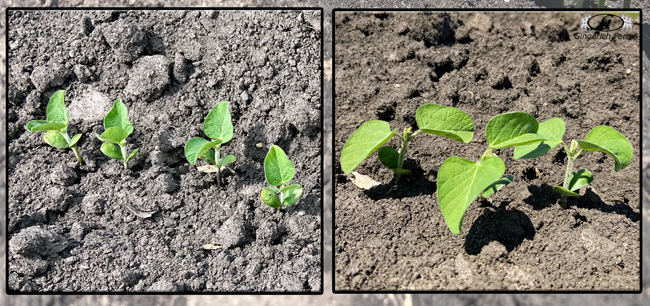 Bean plant - Gingerich Farms