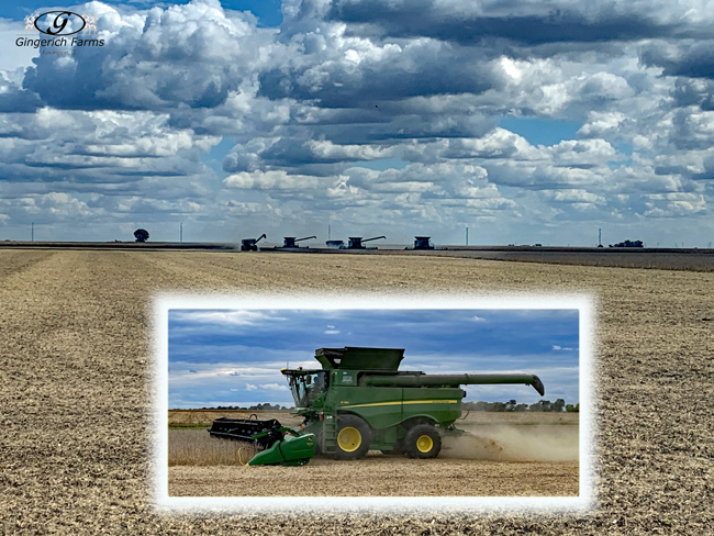 Bean Harvest - Gingerich Farms