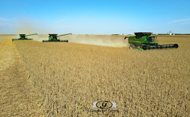 Bean Harvest - Gingerich Farms