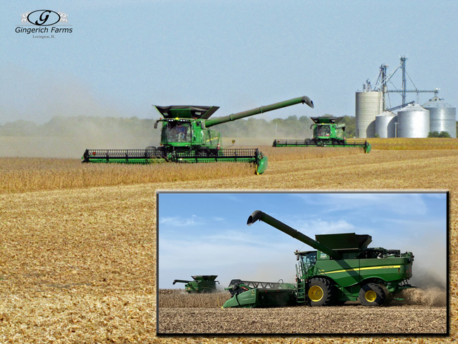 Bean harvest - Gingerich Farms