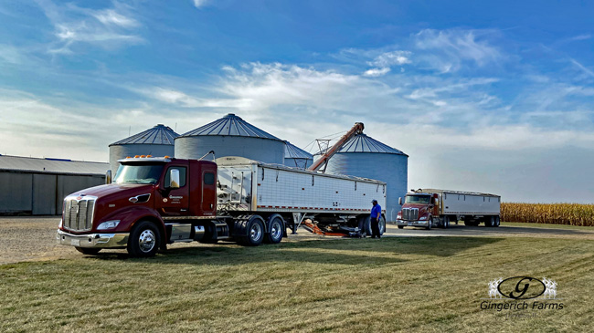 Unloading at bin - Gingerich Farms