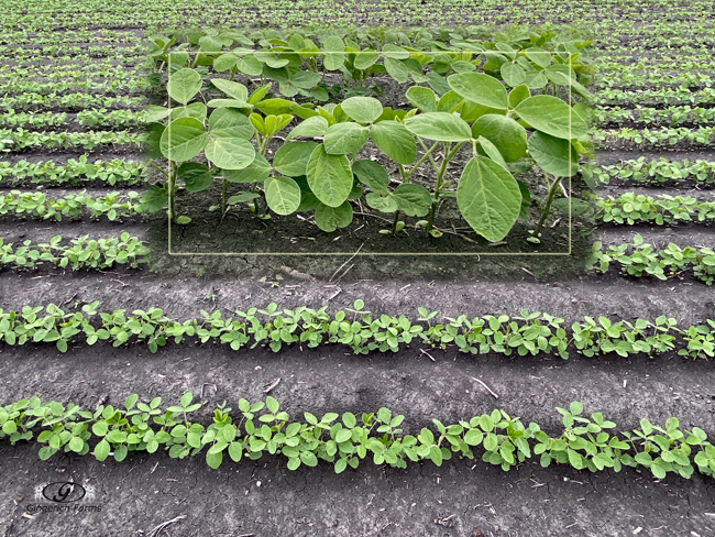 Beans - Gingerich Farms