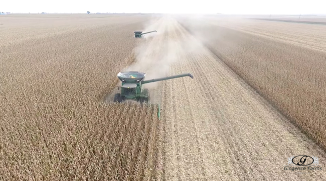 Corn Harvest - Gingerich Farms