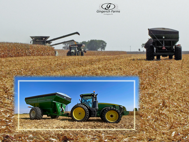 Corn Harvest - Gingerich Farms