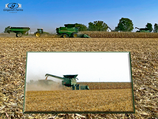 Corn Harvest