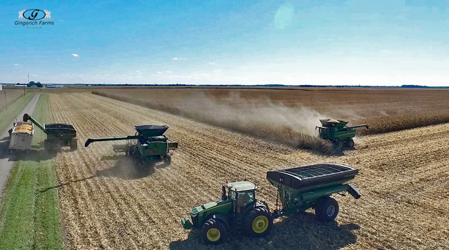 Corn harvest - Gingerich Farms