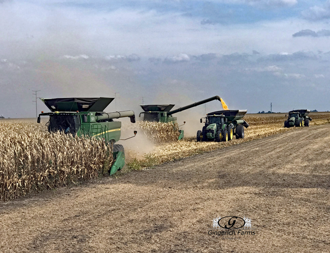 Corn harvest - Gingerich Farms