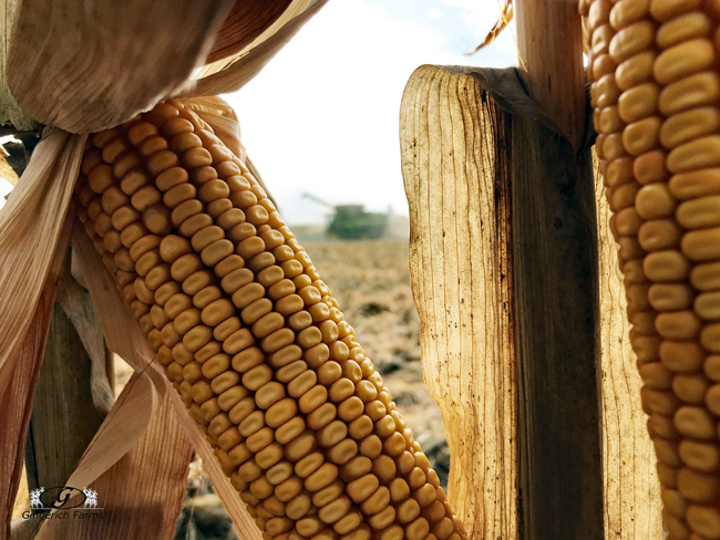 Corn harvest - Gingerich Farms