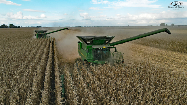 Corn Harvest - Gingerich Farms