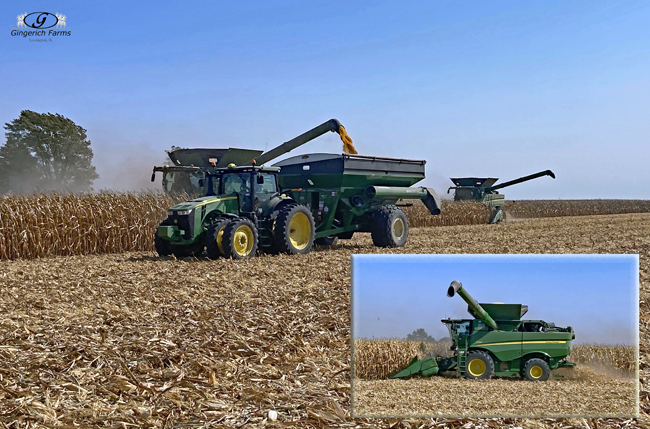 Corn harvest - Gingerich Farms