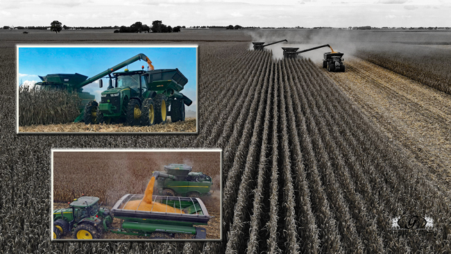 Corn harvest - Gingerich Farms