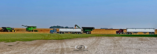 Corn harvest - Gingerich Farms