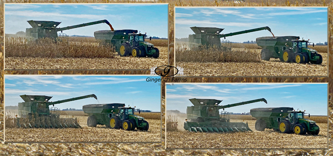 Corn Harvest - Gingerich Farms