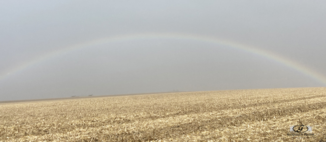 Harvesting under rainbow - Gingerich Farms