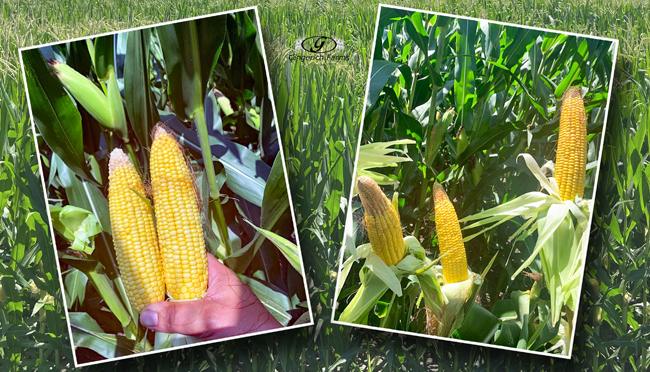 Ear of corn - Gingerich Farms