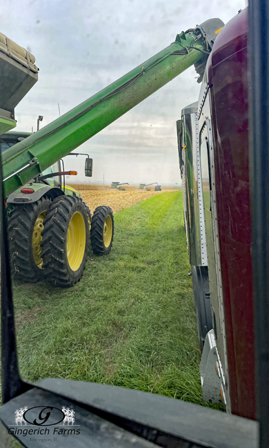 Corn harvest - Gingerich Farms