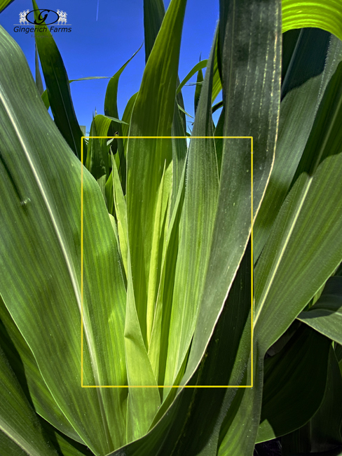 Corn leaf - Gingerich Farms