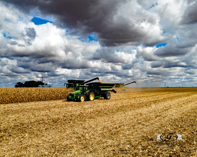 Corn Harvest - Gingerich Farms