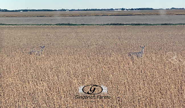 Deer in bean field Gingerich Farms