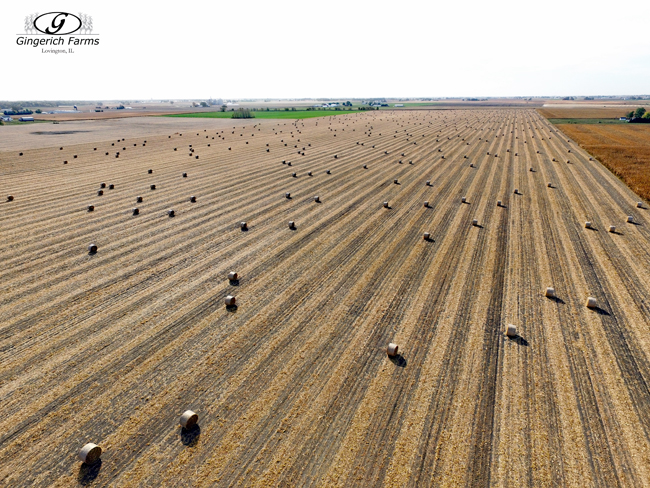 Corn bales at Gingerich Farms