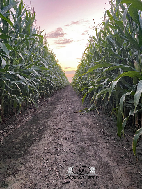 corn row - Gingerich Farms