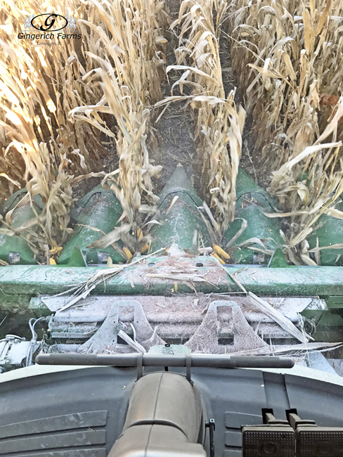 Corn head - Gingerich Farms