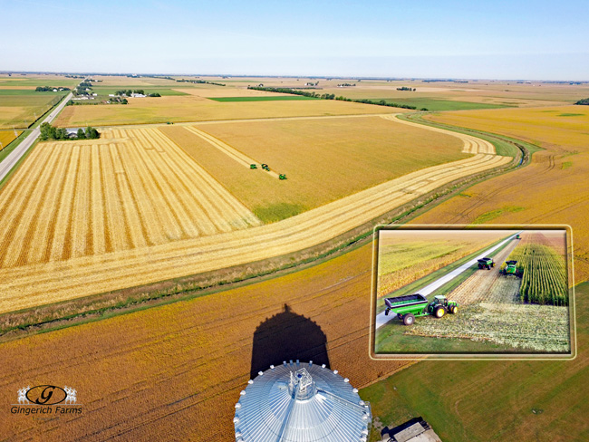 Corn harvest - Gingerich Farms