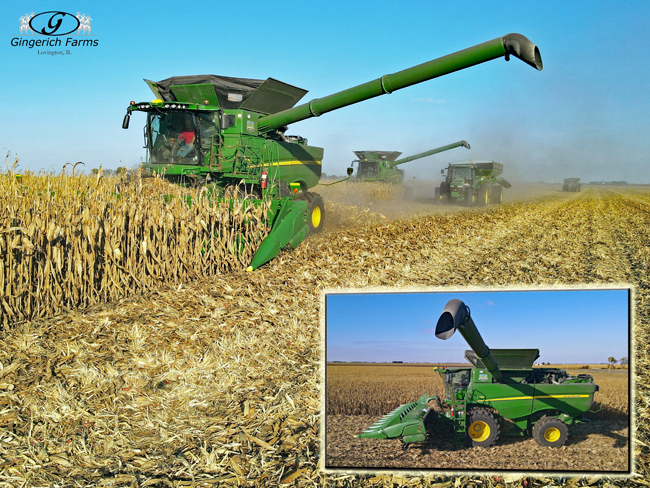 Corn Harvest - Gingerich Farms