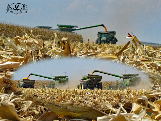 Harvesting corn at Gingerich Farms