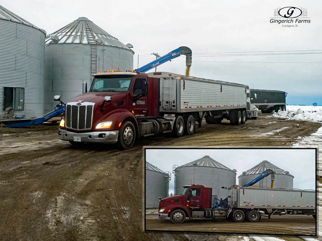 Hauling seed beans - Gingerich Farms