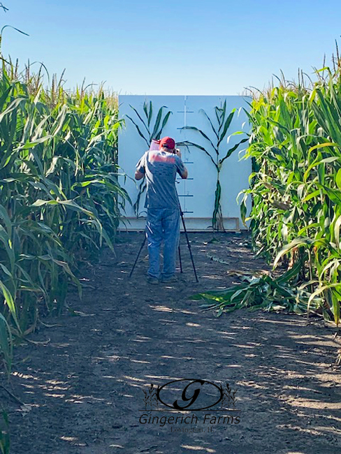 Scouting at Gingerich Farms