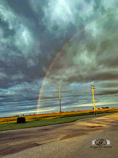 Rainbow at Gingerich Farms