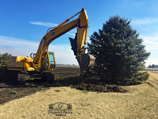 Removing bushes at Gingerich Farms