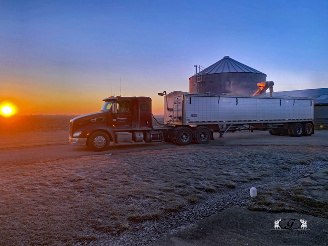 Early morning loading - Gingerich Farms