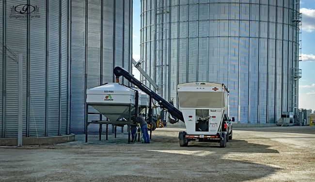 Bean seeds at Gingerich Farms