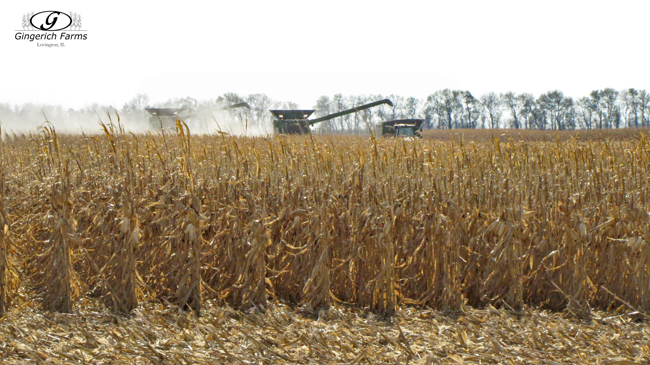 Corn Harvest - Gingerich Farms