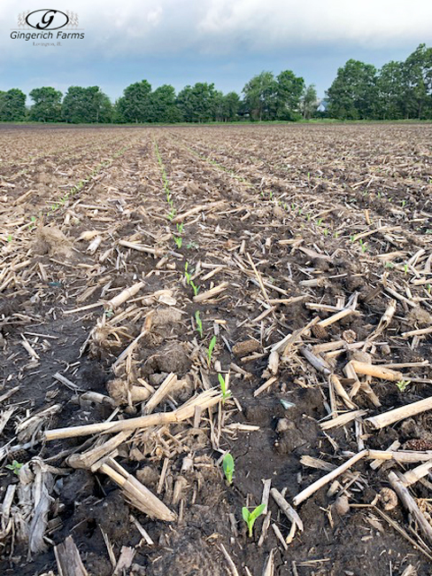 Corn planted a week ago at Gingerich Farms