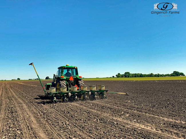 Replant at Gingerich Farms