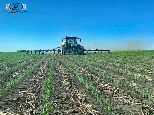 Sidedressing at Gingerich Farms